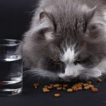 Iams cat food (main information, pros/cons)